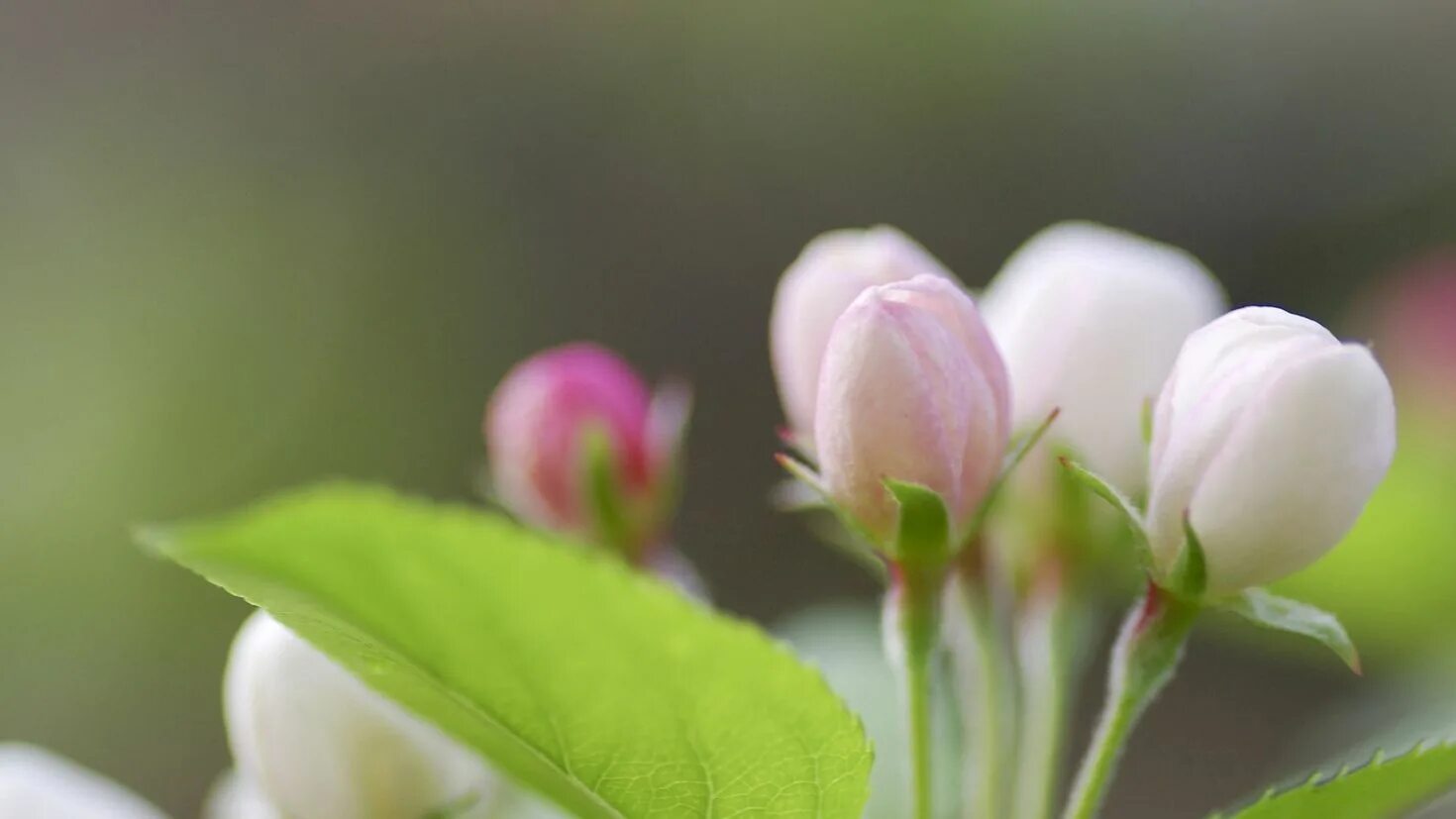 Яблонный цвет седина. Яблоня чашелистики. Чашелистик яблони. Цветок яблони сбоку. Цветок вишни чашелистики цвет.