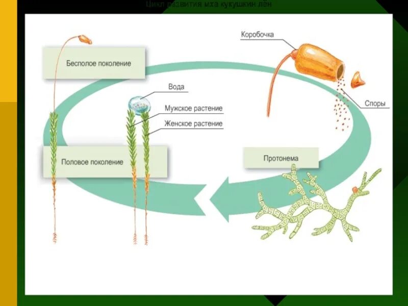 Цикл размножения мха кукушкин лен. Жизненный цикл мха Кукушкин лен 6 класс. Цикл размножения мха Кукушкин лён. Биология 5-6 класс цикл развития мха Кукушкин лен. Кукушкин лен жизненный цикл схема.