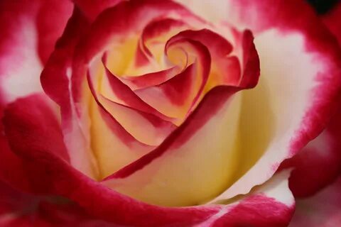 Double rose