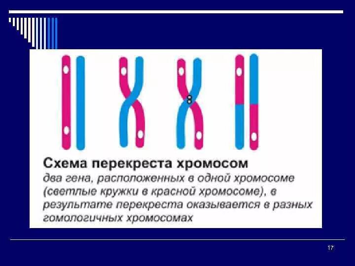 Схема перекреста хромосом. Хромосомная теория. Перекрест хромосом это. Схема перекреста гомологичных хромосом. Парные гены расположенные в гомологичных