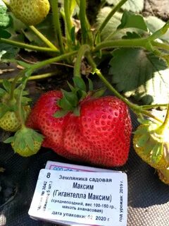 Урожайность сорта клубники гигантелла