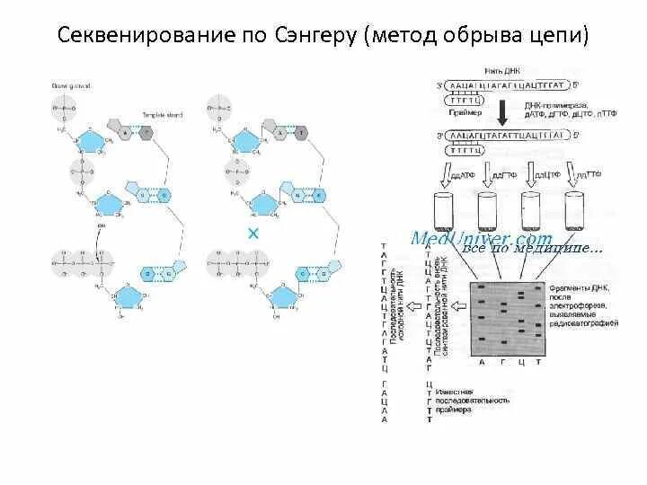 Метод секвенирования днк. Сенгер секвенатор. Секвенирование метод Сэнгера. Сэнгер плюс минус метод секвенирования. «Плюс-минус» метод секвенирования ДНК.