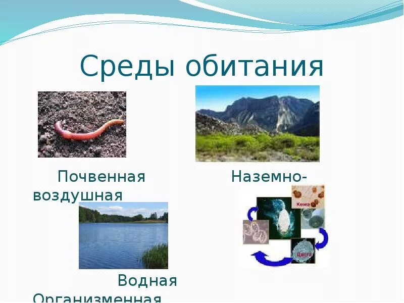 Существующие среды обитания. Среда обитания. среда обитания презентация. среда обитания водная наземно-воздушная почвенная организменная. среда обитания для дошкольников.
