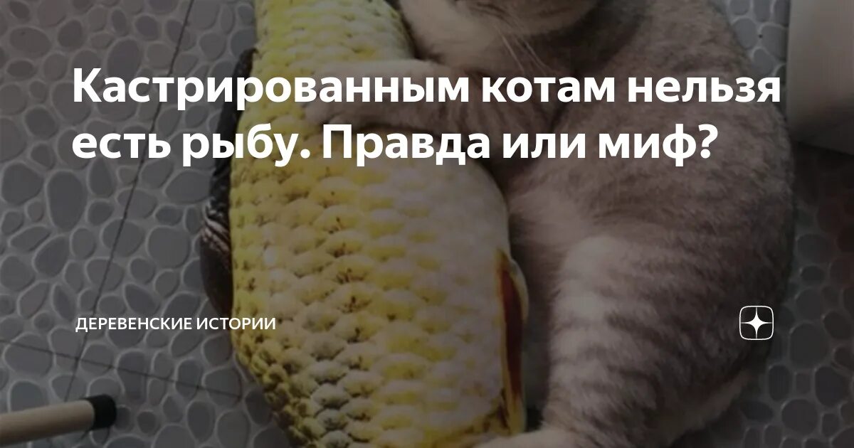 Какие продукты вызывают тонус матки. Какую рыбу нельзя есть. Скумбрия витамины. Чем кормить диких уток. Морскую рыбу какой есть можно.