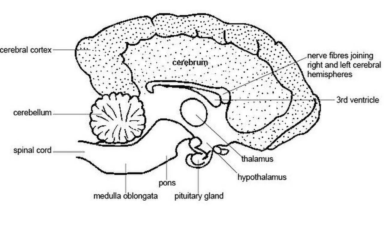 Мозг собаки отделы. Головной мозг собаки. Строение мозга животных. Отделы мозга собаки. Головной мозг собаки анатомия.