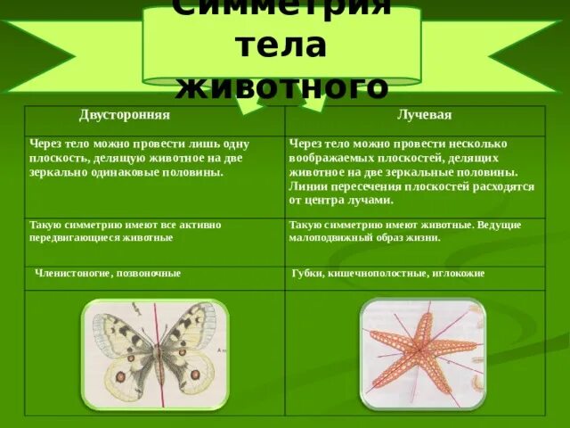 Двусторонняя симметрия впервые появляется у. Двусторонняя симметрия впервые появляется у
