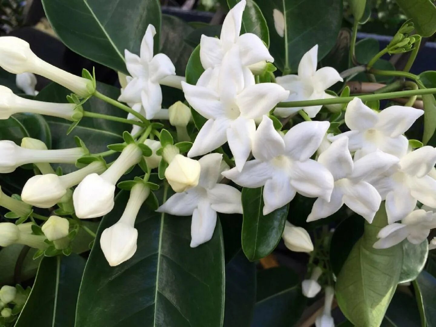 Стефанотис мадагаскарский. Стефанотис stephanotis