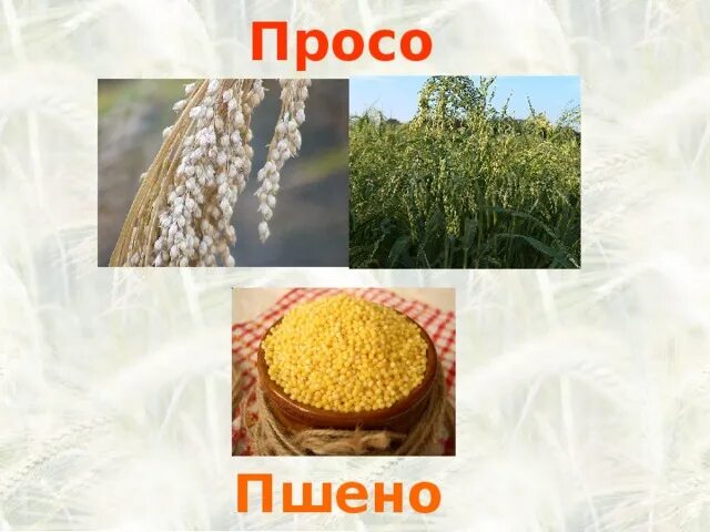 Зерновая культура просо крупа. Просо пшено пшенная каша. Пшено просо. Пшено просо разница. Пшенная и пшеничная в чем