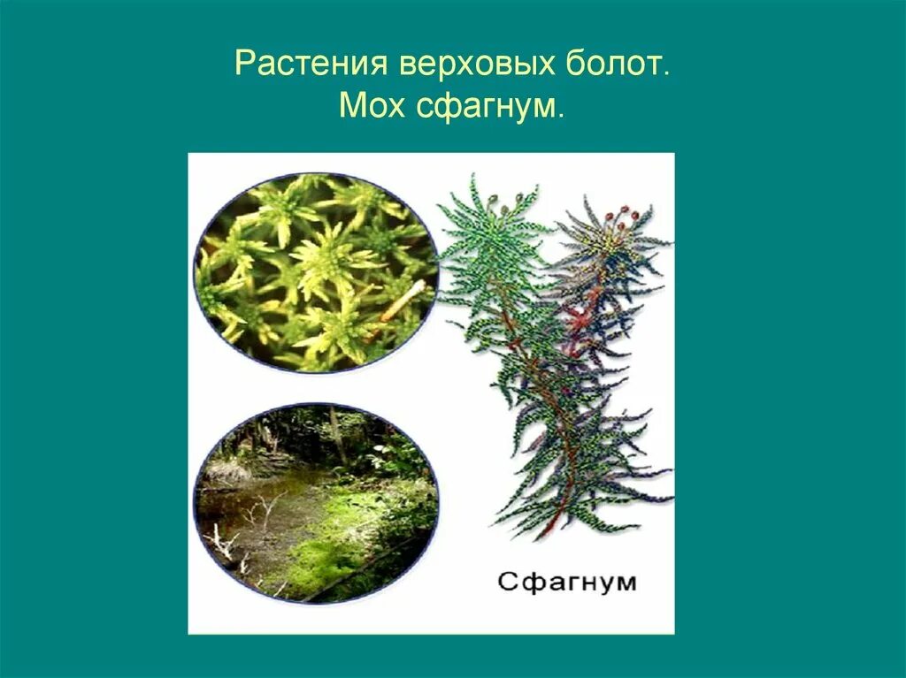 Как люди использовали сфагновый мох. Сфагнум болотный. мох сфагнум. верховые болота сфагновые мхи. мох сфагнум для растений.
