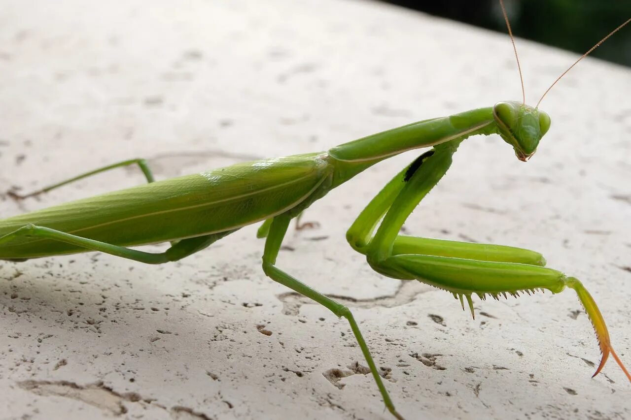 Богомолы Мантис зелёный. Богомолов ,,Mantis religiosa. Богомол альбинос.