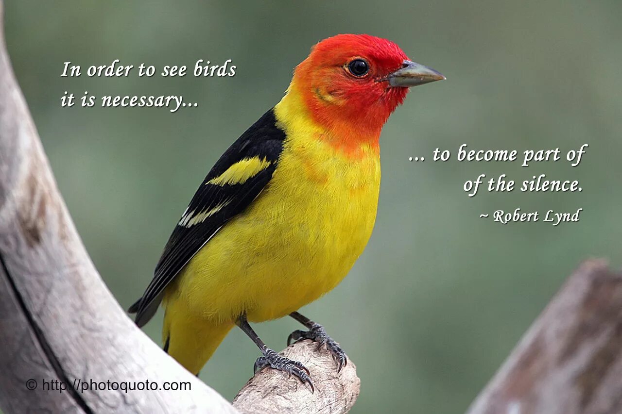 O bird. Красивые цитаты про птиц. Афоризмы про птиц. Фразы про птиц. Фразы про птиц короткие.