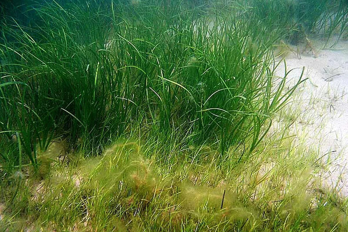 Водоросли дона. Зостера взморник. Зостера малая (Zostera noltii).