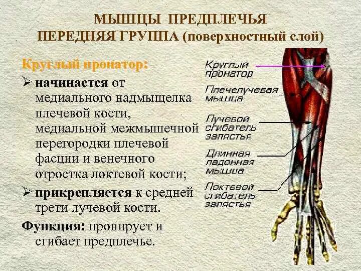 Стороны предплечья. Круглый пронатор функции. Мышцы предплечья передняя группа. Мышцы предплечья передняя группа поверхностный слой. Мышцы предплечья задняя группа поверхностный слой.