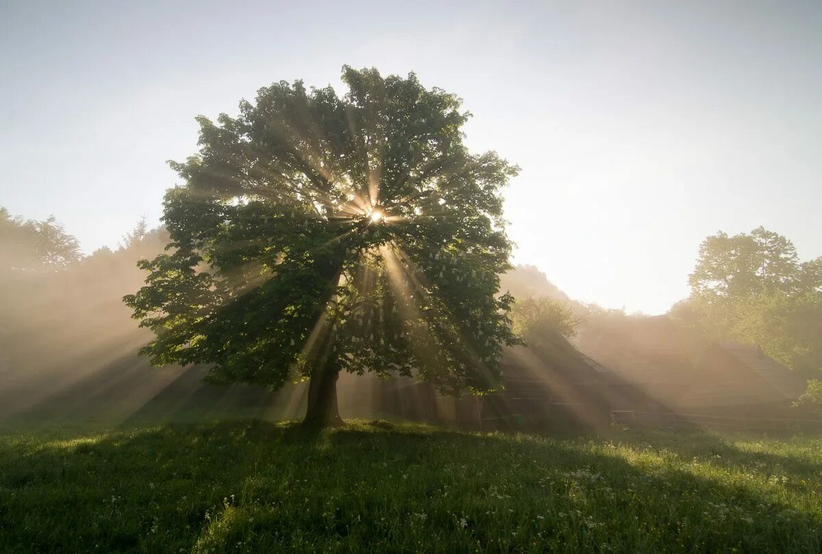 Тропинка обогнула куст орешника и лес сразу раздался в стороны. Одинокое дерево. Одно дерево в поле. Посреди поляны. Панский дуб белгородская область.