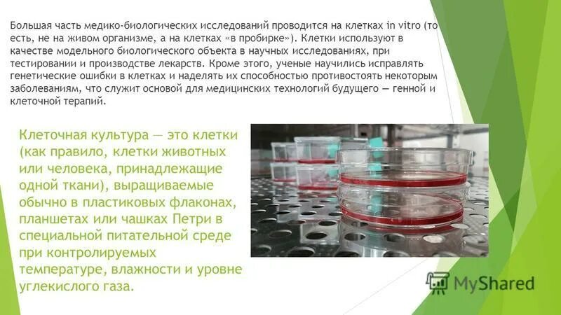 культура тканей растений. клонирование растений метод культуры тканей. клетка растения ин витро. культура тканей в пробирках. клеточные культуры in vitro.