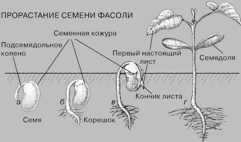 Корень развивающийся из корешка зародыша называют