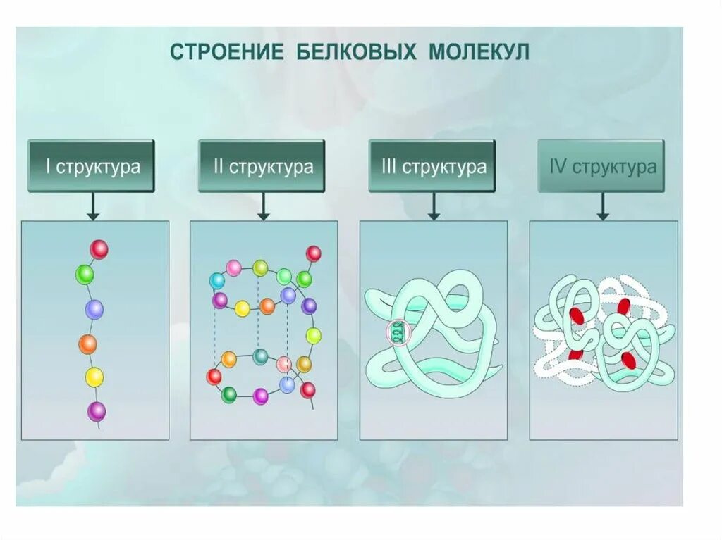 Белки 11 класс биология. Белки химия презентация. Белки химия презентация 9 класс. Белки презентация 9 класс биология. Какие белки существуют в химии.