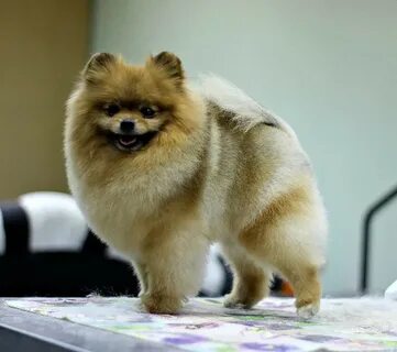 Собаки ижевск