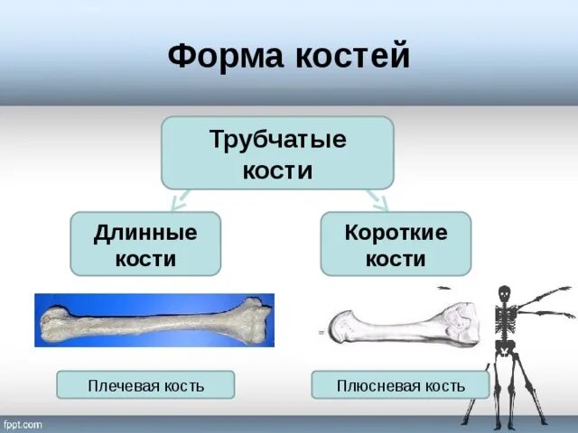 Рост трубчатых костей в толщину. Формы костей. Строение костей ФОРМЫЫ. Трубчатые кости длинные и короткие. Короткие трубчатые кости строение.