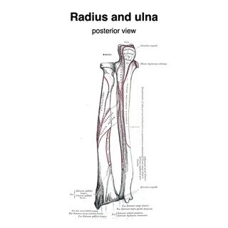 Radius style