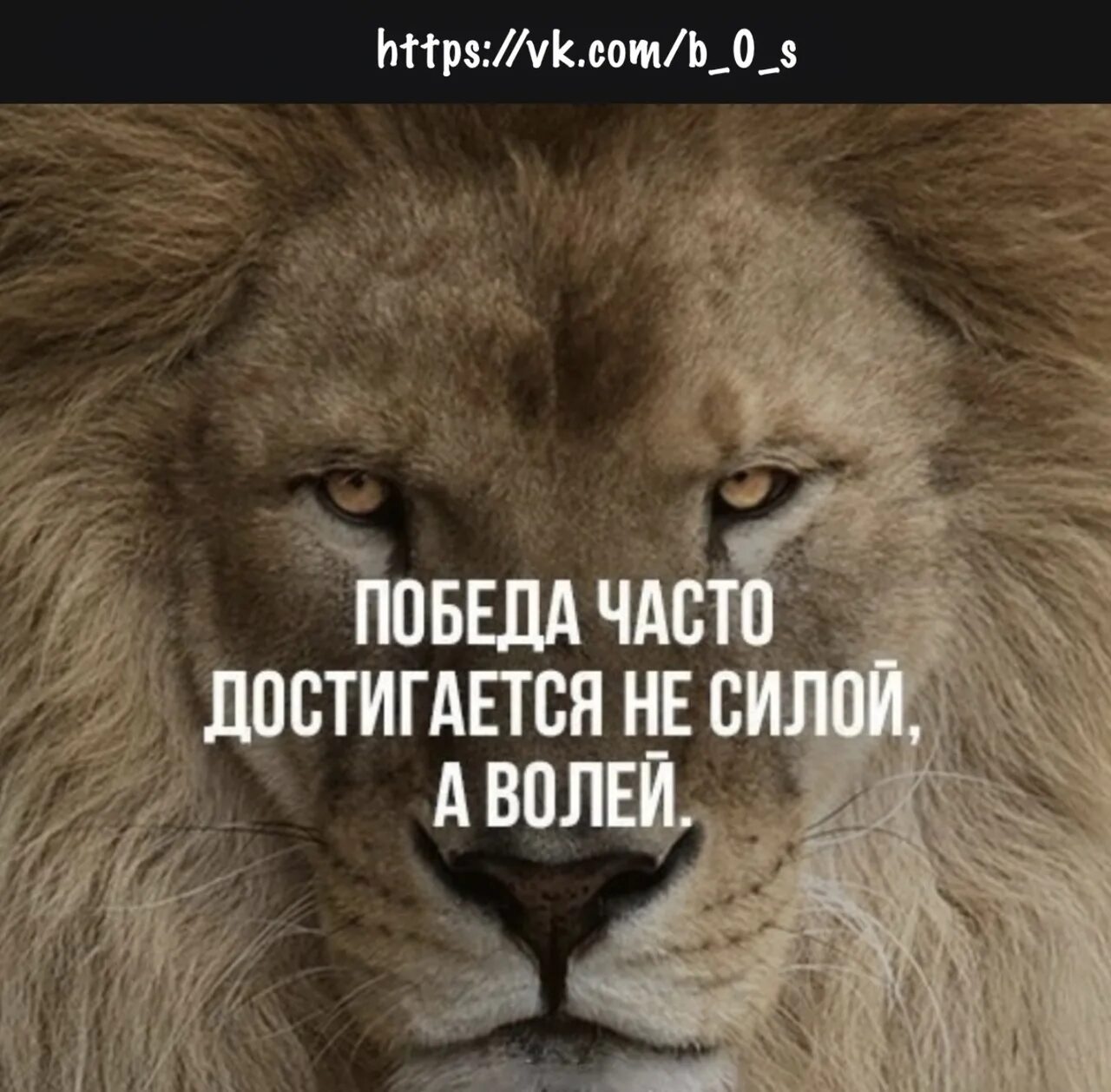 Будь сильным как лев. Лев цитаты. Фразы про Львов. Цитаты про Львов. Афоризмы про Львов.