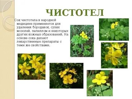 Чистотел применение в народной медицине
