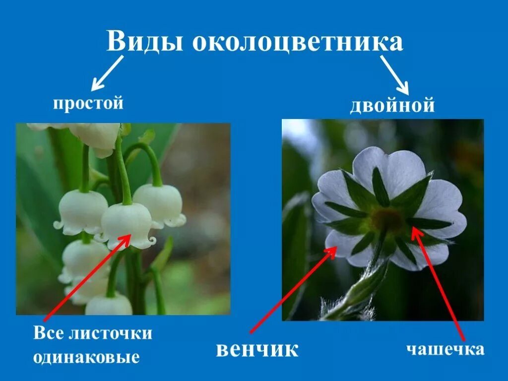 Примеры простых цветков. Цветок с двойным околоцветником околоцветником. Сростнолистный околоцветник. Околоцветник чашечка и венчик. Чашечка двойного околоцветника.