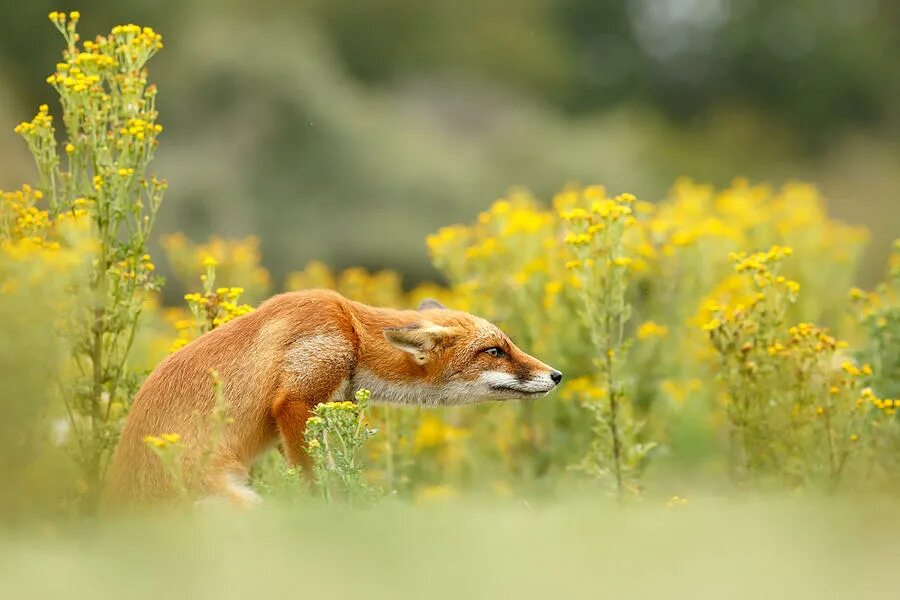 Flower foxes. Лиса в природе. Лиса в цветах. Лиса весной. Лиса на лугу.