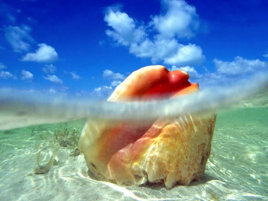 Ракушки на дне моря. Queen conch. Ракушки морские. Ракушки морские. Наутилус помпилиус моллюск раковина.