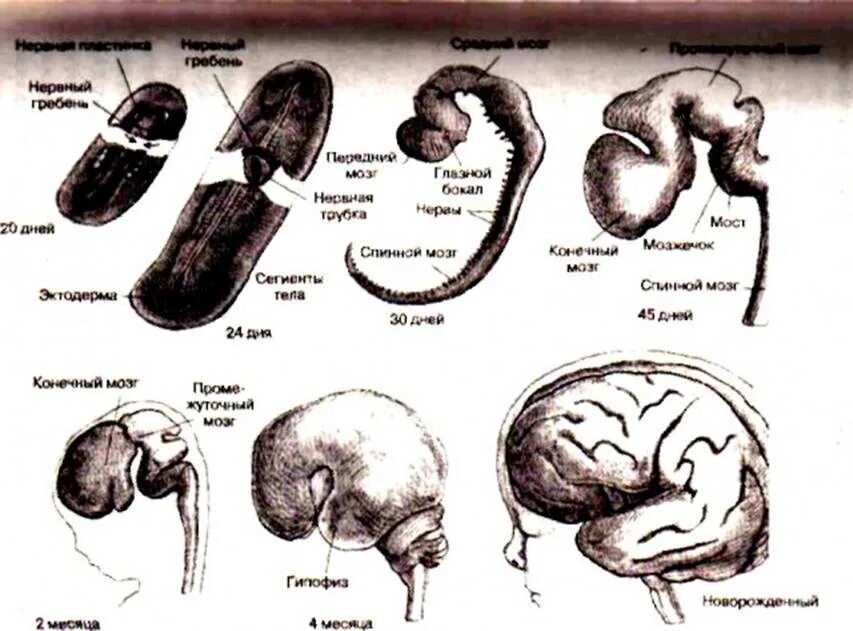 Онтогенез нервной системы головного мозга. Формирование нервной системы в филогенезе. Онтогенез нервной системы (3 мозгового пузыря, 5 мозговых пузырей).. Основные этапы развития нервной системы в онтогенезе. Изгибы мозга