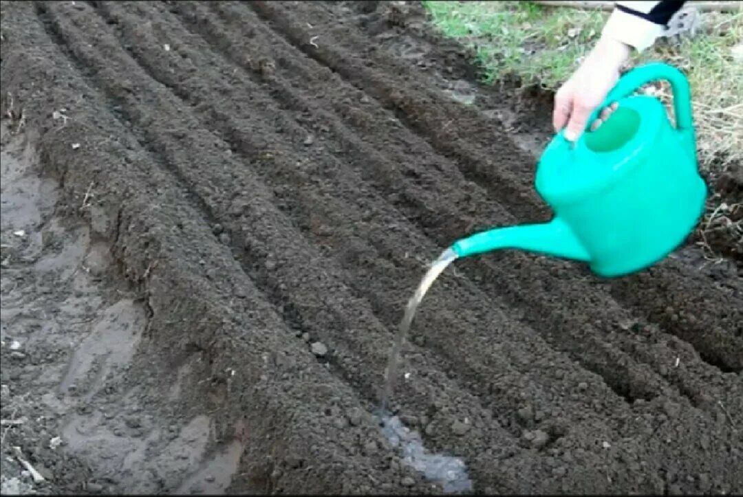 Можно ли перед посадкой моркови. Полив почвы. Поливать грядки. Лунка для полива. Лунки для рассады в огороде.