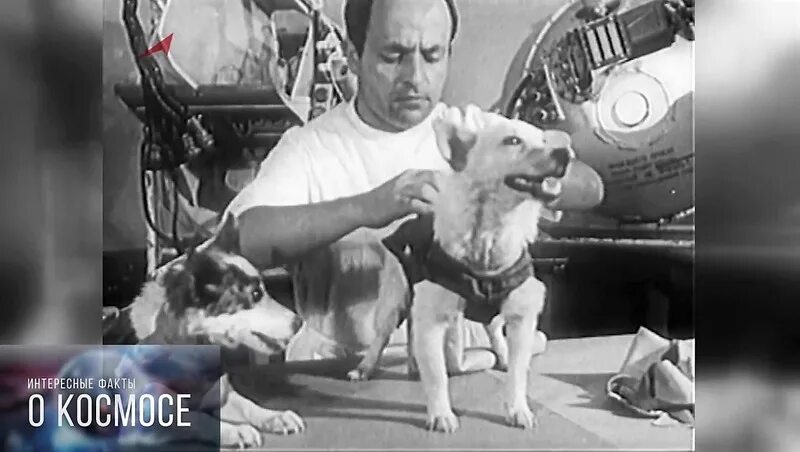 Самые первые собаки полетевшие в космос. Собаки космонавты дезик и цыган. Первые животные в космосе. Первый космонавт. Первые собаки в космосе.