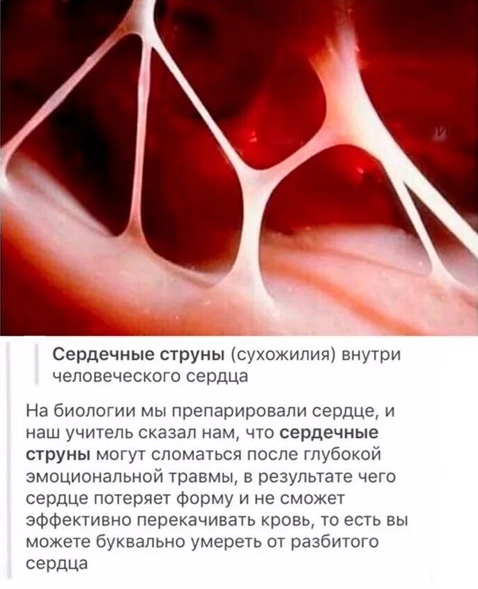 Как зарождается любовь в сердце человека примеры DMS 271 Module C Basic Embryology and Fetal Circulation Diagram Quizlet