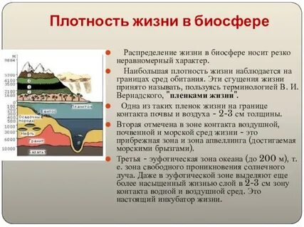 Плотность жизни
