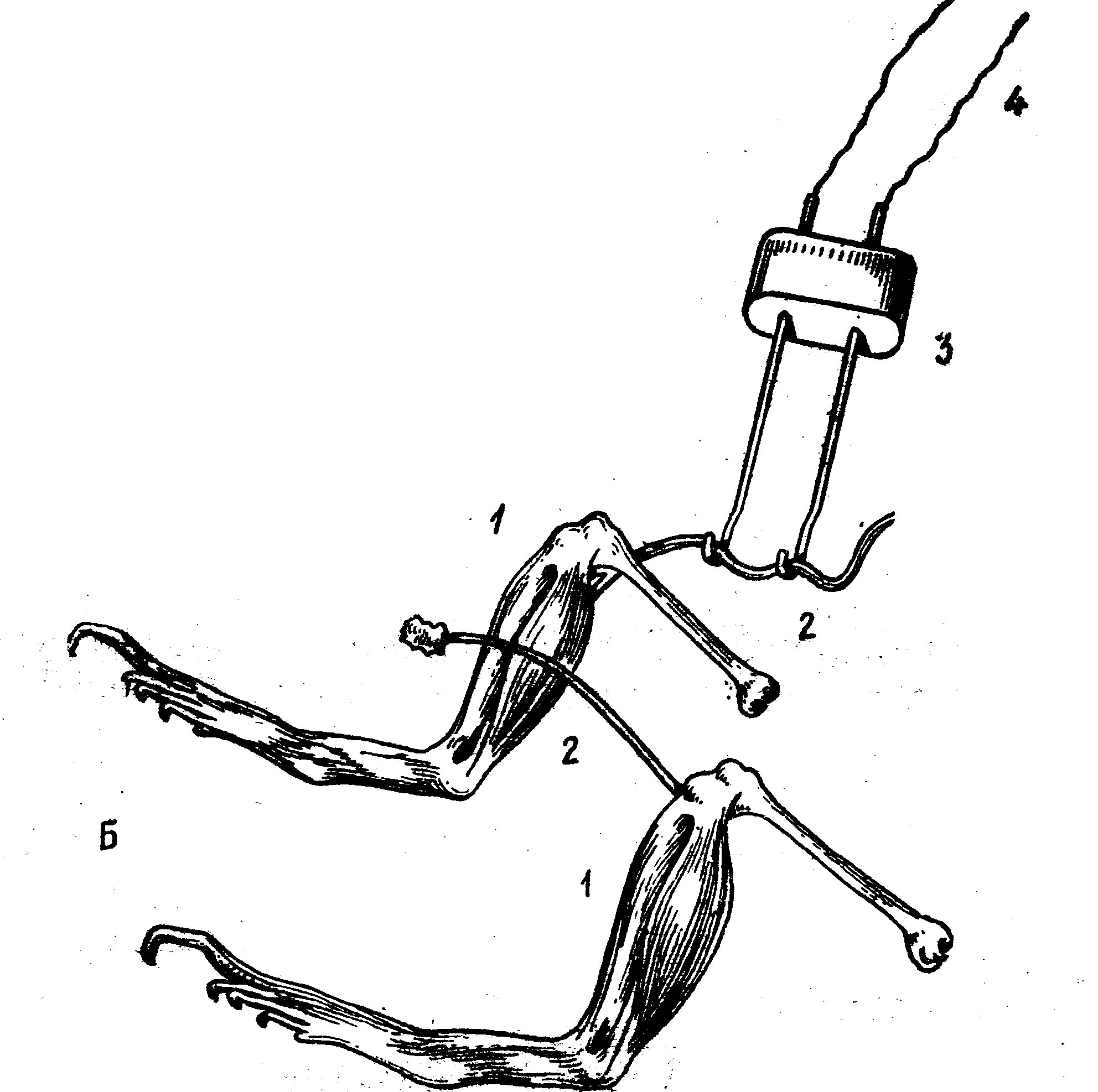 Опыт Гальвани. Реоскопическая лапка. Опыт Келликера. Реоскопичнская лапка лягушки.