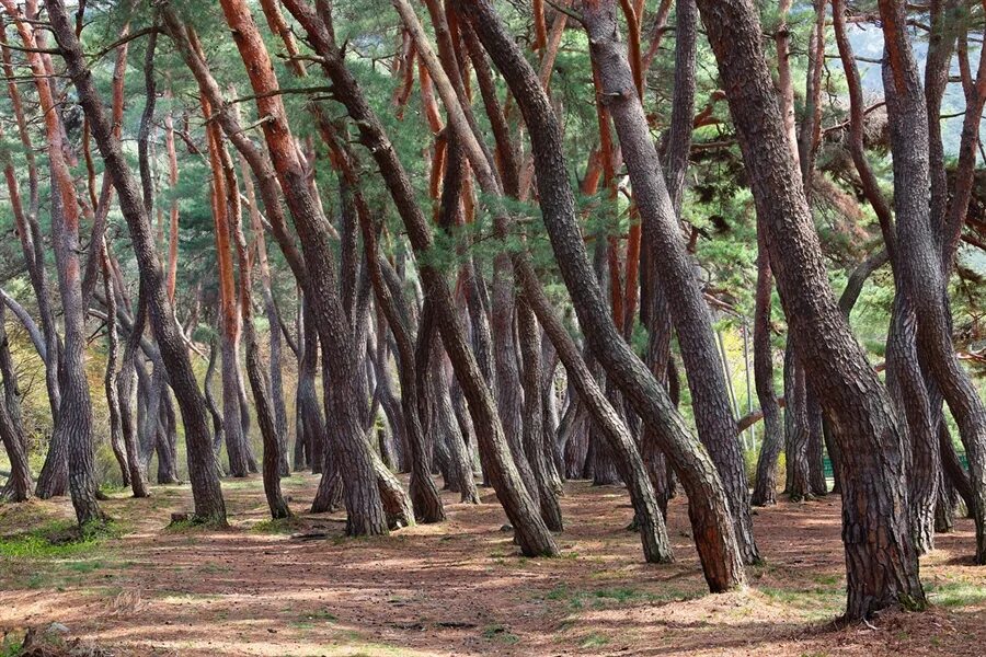 Лес танцующих деревьев. Куршская коса танцующий лес. куршская коса калининград танцующий лес.
