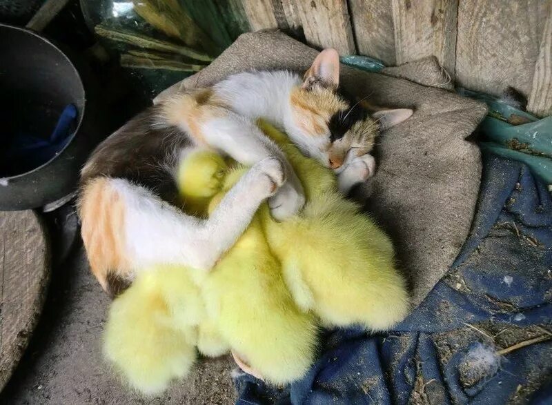 Cat duck. Спящие животные. Спящие животные смешные. Спящий утенок. Спящие зверюшки.