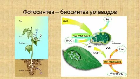 Биология 9 класс биосинтез углеводов фотосинтез конспект