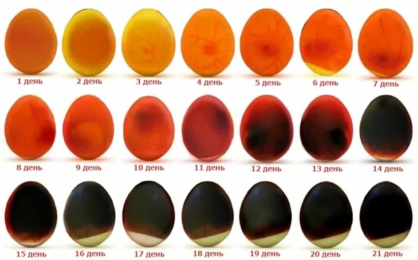 Развитие в яйце по дням фото. Овоскопирование яиц по дням. Овоскопирование гусиных яиц. Овоскопирование яиц индоутки. Индоутка овоскопирование.
