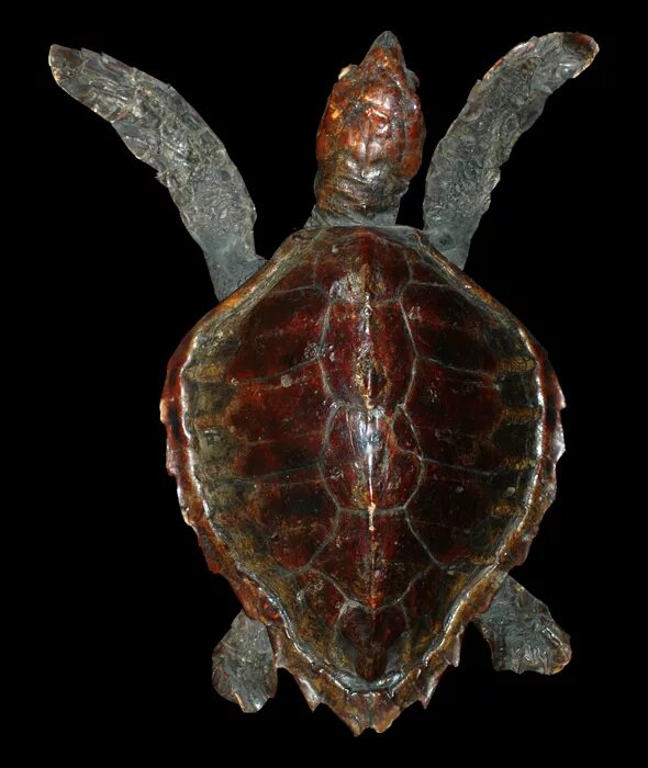 техасская бриллиантовая черепаха. щиток черепахи. спинной щит черепахи 8 букв. дипловертеброн. черепаха панцирь коропакс.