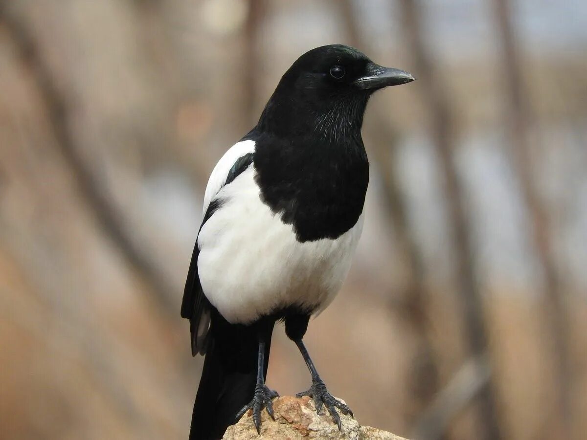 Сорока pica pica. Сайт сорока. Птички сорока. Сорока белохвостая. Сайт сорока.