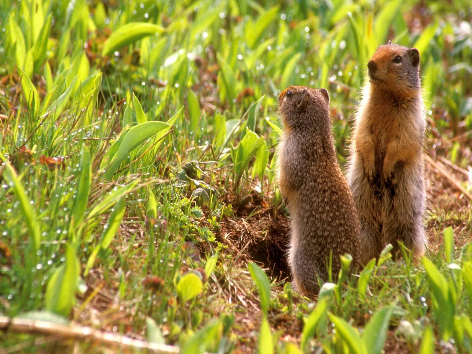 Суслик летом. Лесостепной сурок. Крапчатый суслик Spermophilus suslicus. Норы Сурков. Суслик Краснощекий (Spermophilus erythrogenys).