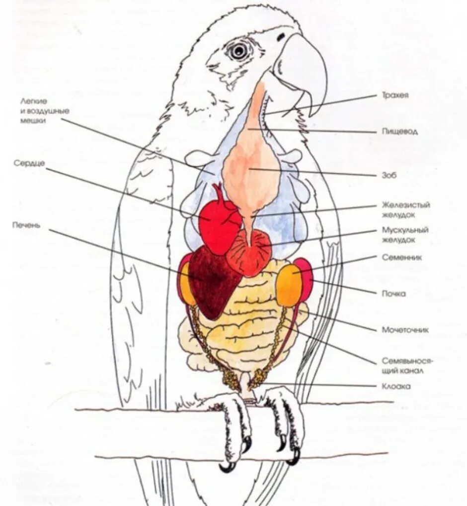 Анатомическое строение волнистого попугая. Строение внутренних органов волнистого попугая. Строение попугая волнистого органы. Строение скелета волнистого попугая.