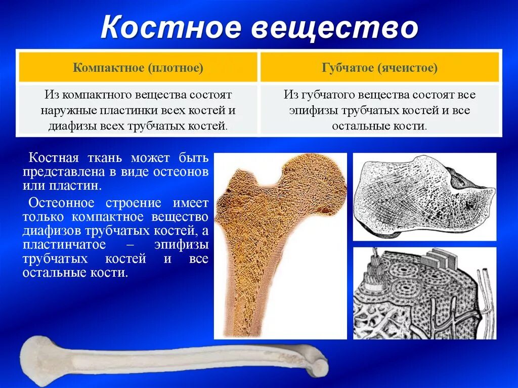 Участвует в образовании костной ткани. Губчатое и компактное вещество костной ткани. Компактное костное вещество строение. Строение компактного вещества костной ткани. Губчатая и компактная костная ткань.