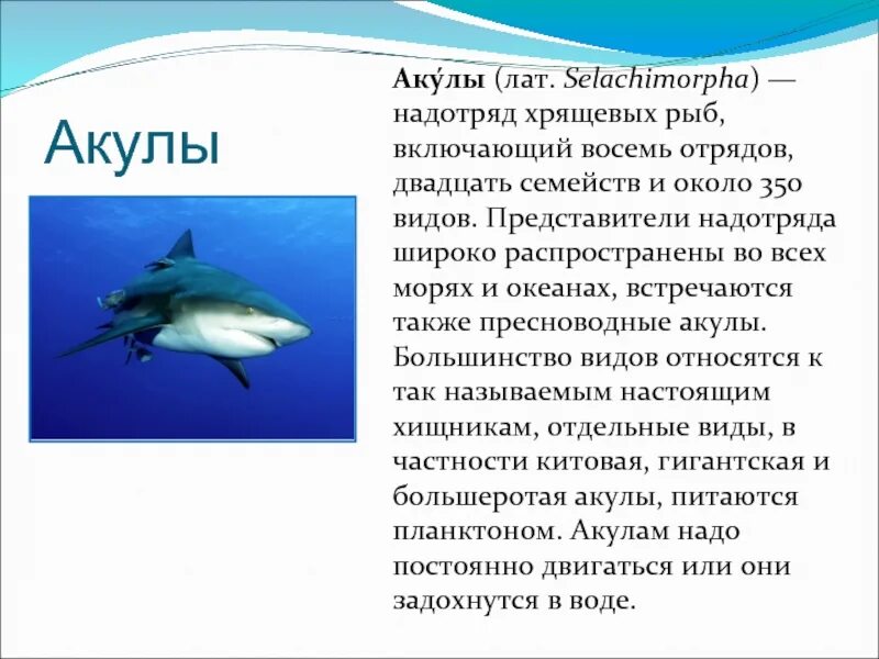 В каком океане акулы встречаются только летом. Класс хрящевые акулы. Хрящевые рыбы акулы. Класс хрящевые рыбы акулы. Информация о акуле.