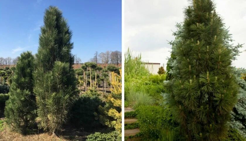 Сосна черная `Пирамидалис`, Pinus nigra `Pyramidalis` СадПарад