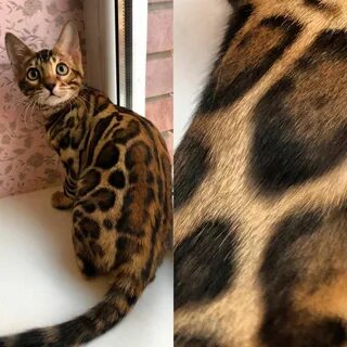Кошки астана