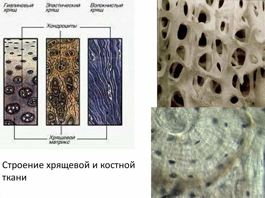 Хрящевая ткань и костная ткань. Строение хрящевой ткани надхрящница. Хрящевая соединительная ткань строение и функции. Скелетная хрящевая ткань. Структурные изменения ткани