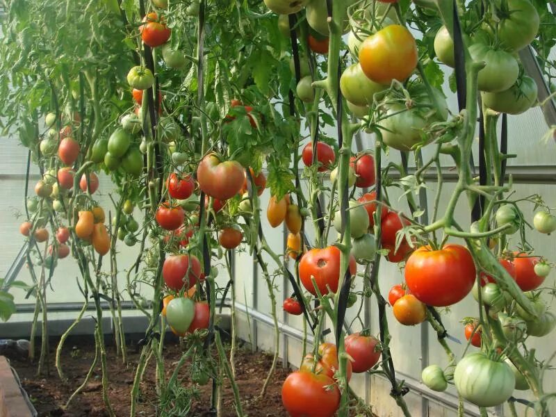 Выращивание помидоров для начинающих. Томаты в теплице. Теплица с томатами. Помидоры домашние. Парник для томатов.