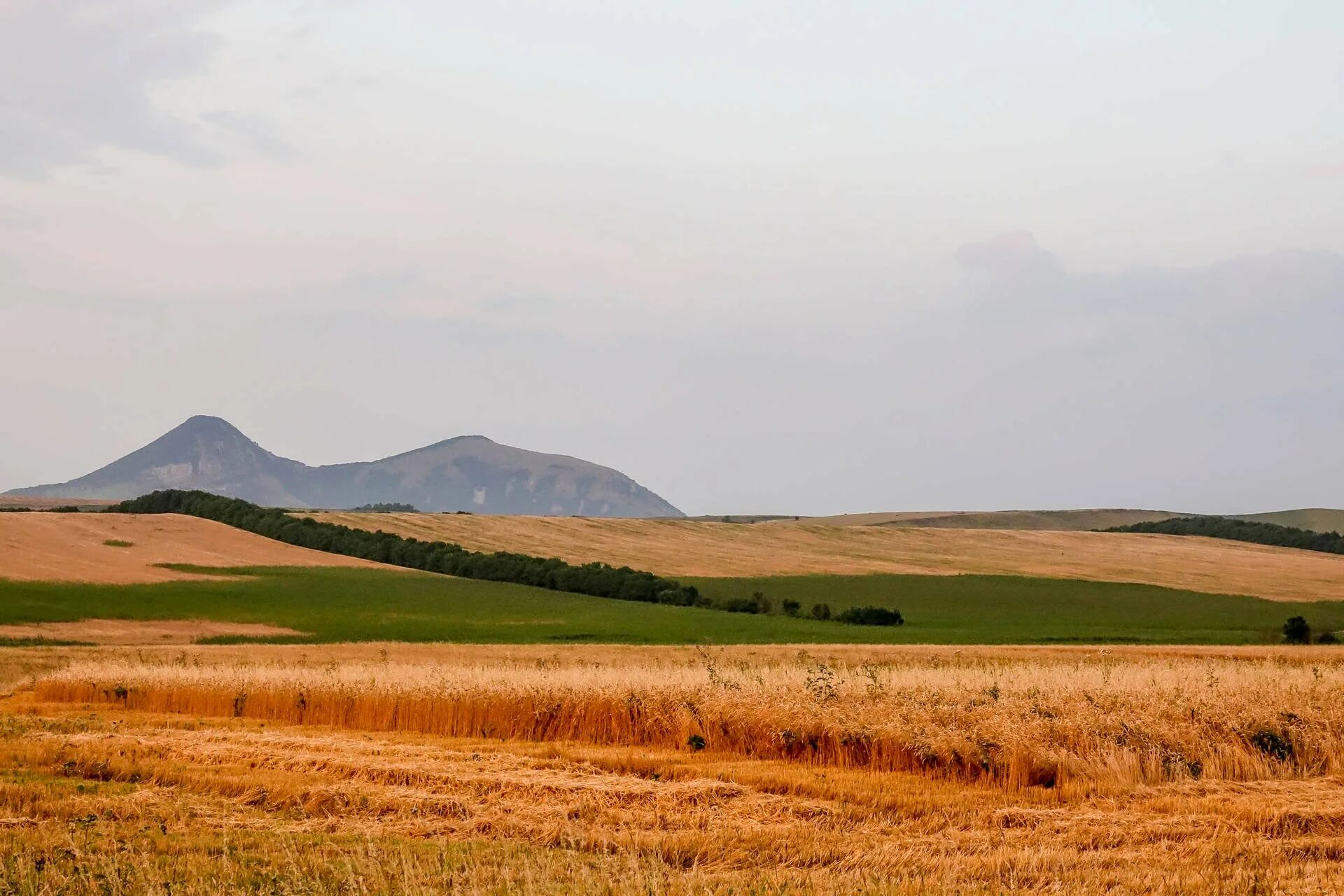 Степь маки ногайская степь. Ногайский район природа. Ногайская степь. Природа забайкальского края могойтуйский район природа степь. Элиста степь.